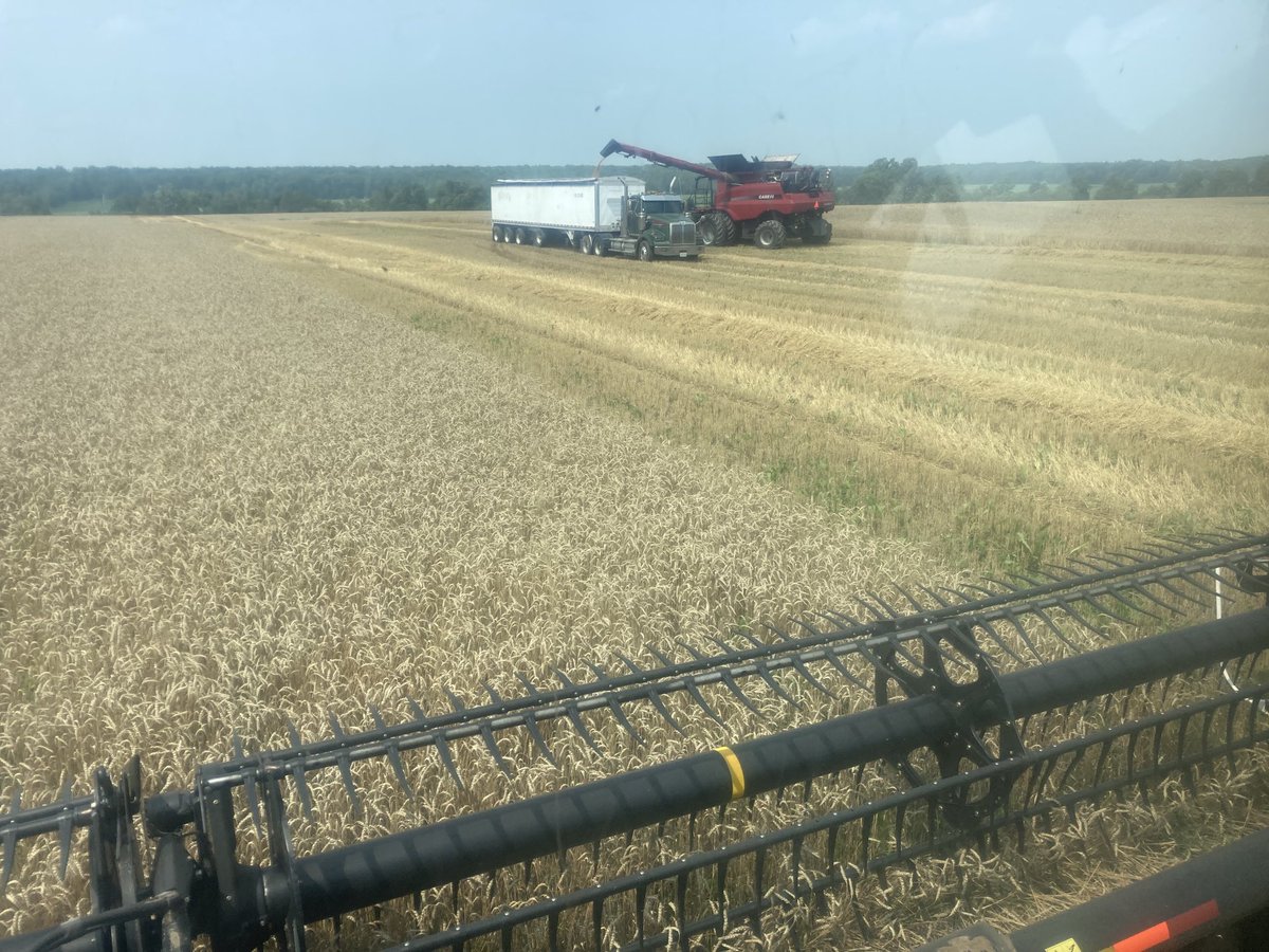 fourneyview's tweet photo. Got started at the wheat today and almost didn’t thanks to this guy hiding in the engine this morning. Just lucky I checked. One less raccoon in the world now https://t.co/o0AGSErmqX
