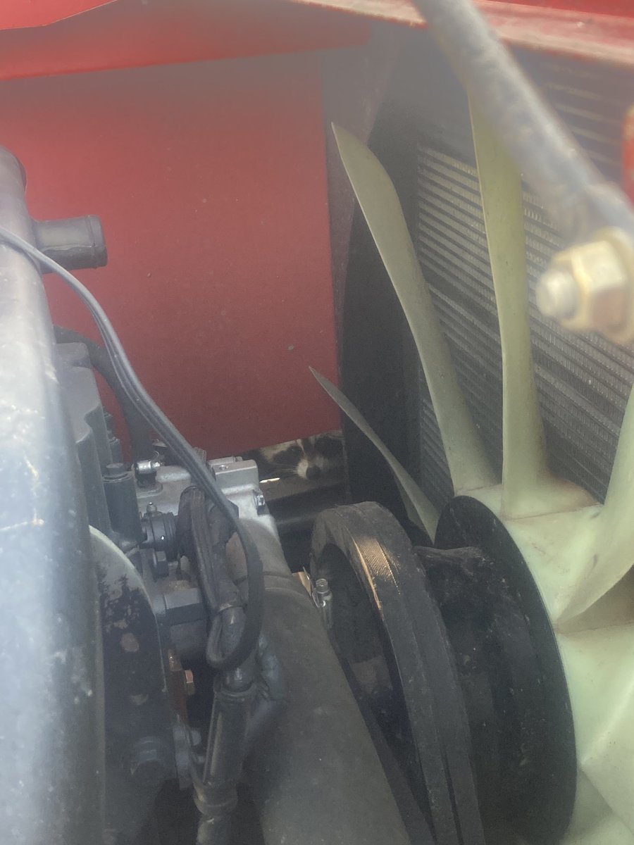 fourneyview's tweet photo. Got started at the wheat today and almost didn’t thanks to this guy hiding in the engine this morning. Just lucky I checked. One less raccoon in the world now https://t.co/o0AGSErmqX