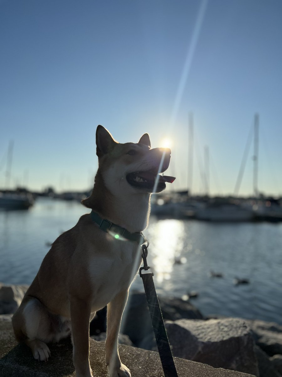 DogeNamedInu's tweet photo. ☀️ #doge https://t.co/1q4zorSEqC