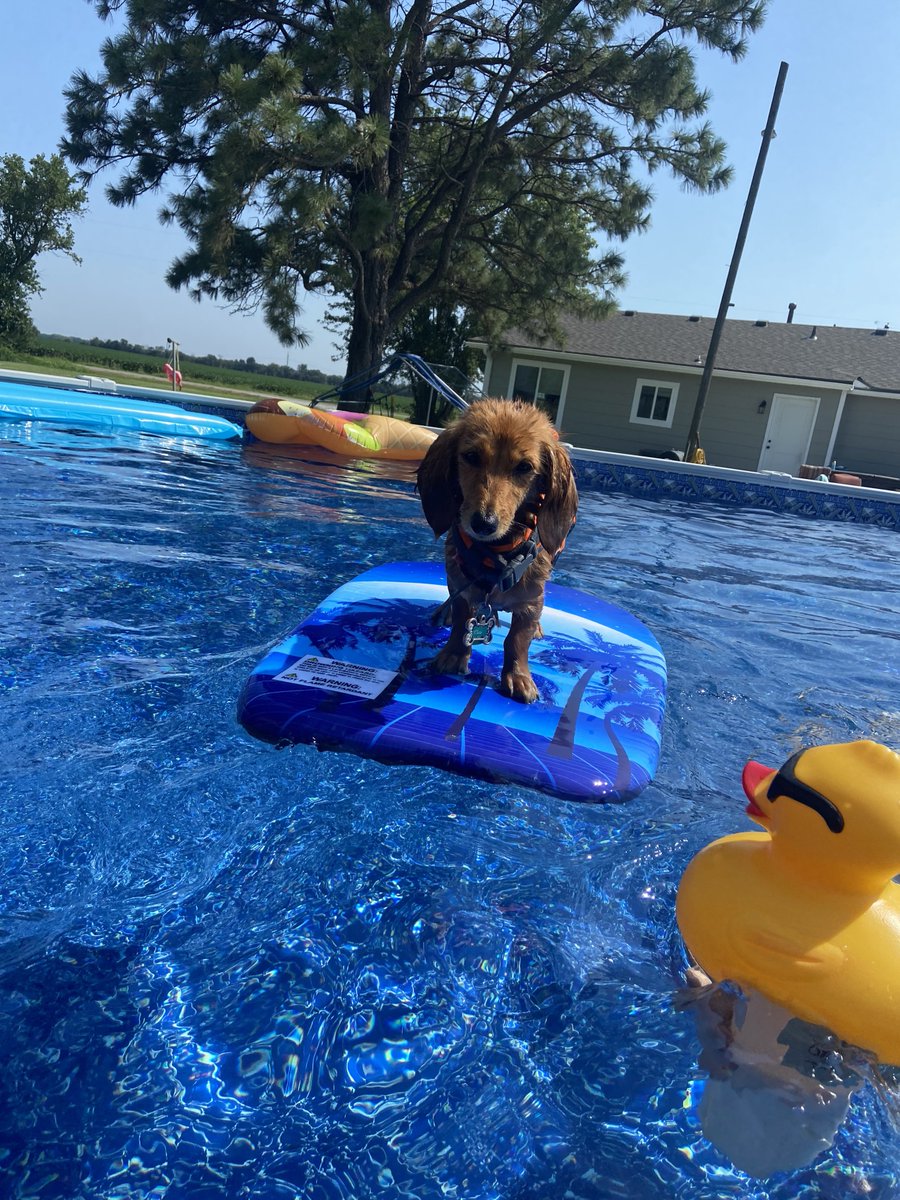 UltraModernPnP's tweet image. Looks like ALL the Carmine's are enjoying their new Embassy 18x34 above ground swimming pool! Congratulations, @StacyLynnCarmine!
🏊‍♀️🐾💙

#ultramodern
#abovegroundpools 
#poolbuilder
#ictpools
#wichitapools
#poolstore
#lovinglife