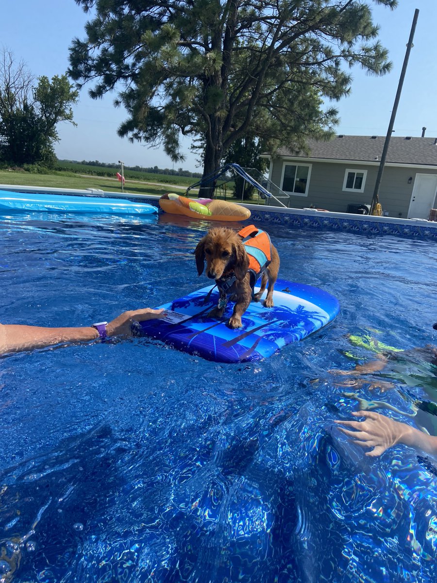 UltraModernPnP's tweet image. Looks like ALL the Carmine's are enjoying their new Embassy 18x34 above ground swimming pool! Congratulations, @StacyLynnCarmine!
🏊‍♀️🐾💙

#ultramodern
#abovegroundpools 
#poolbuilder
#ictpools
#wichitapools
#poolstore
#lovinglife