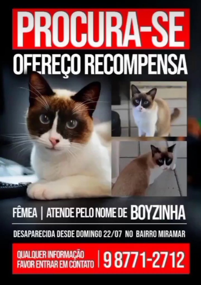 umpeixevoraz_'s tweet photo. 📍João Pessoa

Boyzinha é uma senhorinha já, querida demais. Mermo que tu num more nas área, fortalece aí no RT. ❤

O tutor é Aurélio. https://t.co/DUedTaTJHe