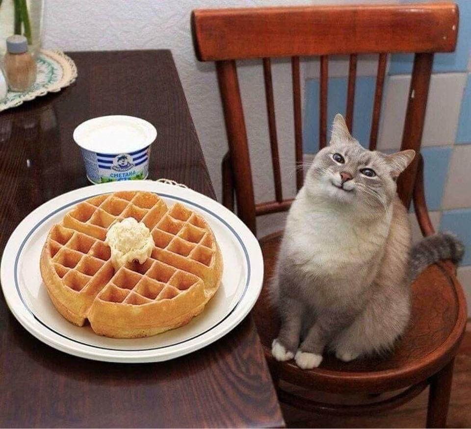 kihambo's tweet photo. @FrankieLollia Life gets busy for me all the time since I'm a STEM major, so what I like to do is dedicate no more than 10 minutes of intense cardio/ weight lifting in the morning. 
Makes me feel good afterwards.

Also here's a waffle cat. https://t.co/1Gbt1erYq6