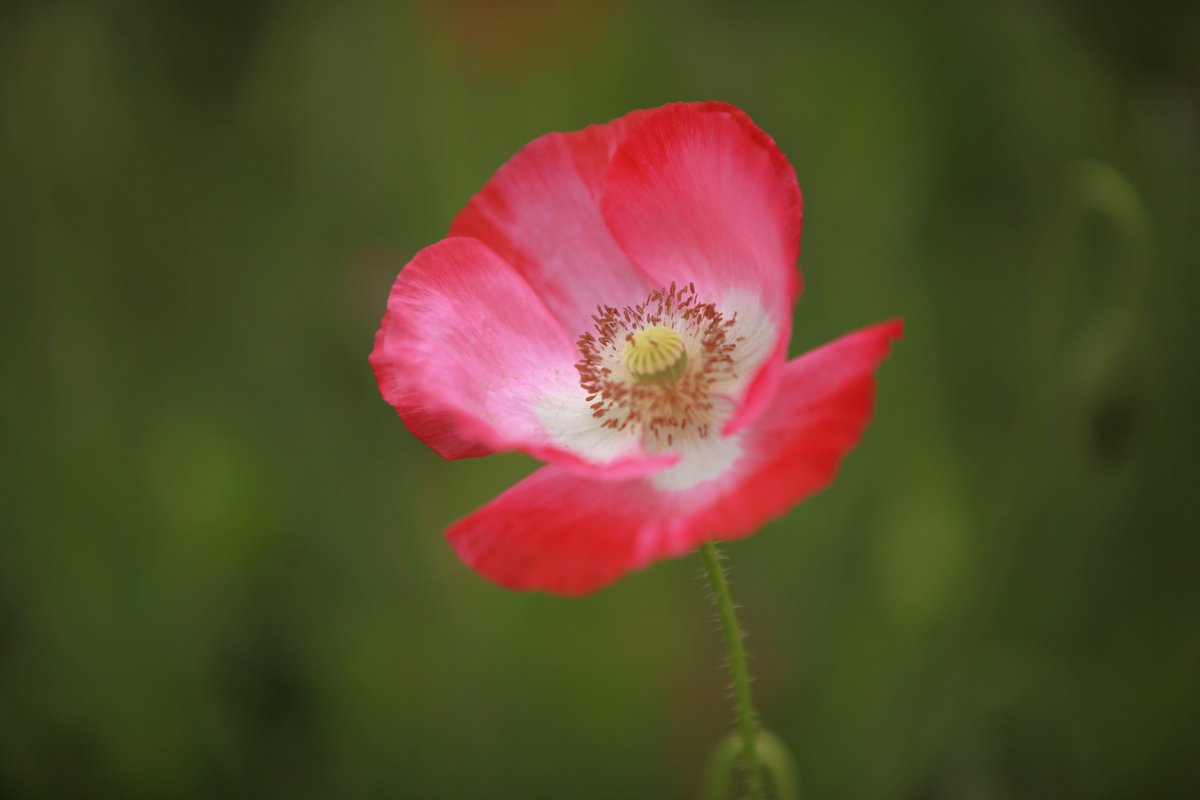 Tanlaphoto's tweet photo. A #wildflower!

Pic: with #Tanla #ML38X #Zoomable #MacroLens and a #smartphone.

https://t.co/HKImc5FgLE
.
.
.
.
.
.
.
#flower #flowers #wildflowers #wild 
#iPhone #iPhone14ProMAX #iPhone14Pro #iPhone14 #iPhone14Plus
#GalaxyS23
#huawei #xiaomi #oppo #vivo #honor #nokia #oneplus https://t.co/wXPnZqRCVJ