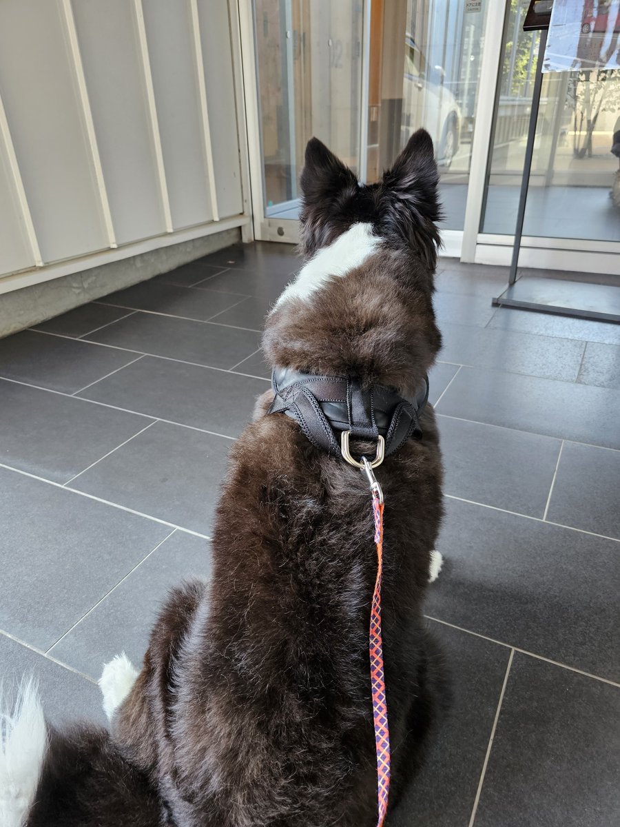 Hello_Setty's tweet photo. 病院に運ばれる犬と待つ犬
 #ボーダーコリー https://t.co/QIu28m64jc