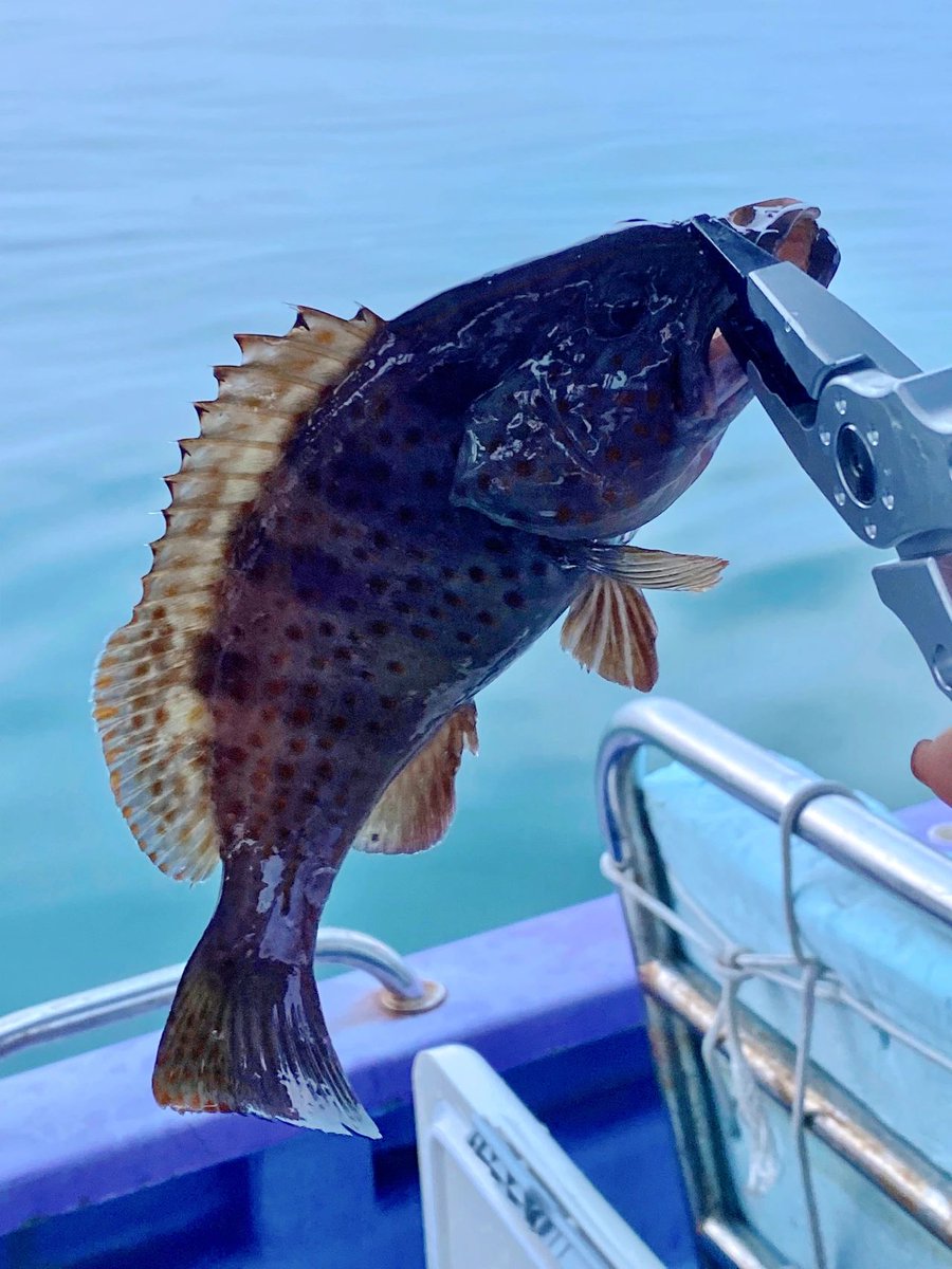 tania_csl0068's tweet photo. Spotty Freedomο½Happy Eating for Sea Fishingπ£π£
#angling #SeaFishing #BoatFishing #Grouper
#SeaFishing #Boatfishing #angling #outdoors #CaliforniaGirls #Yachts #Lujah #DailyFragments #Lifestyle #SummerEvents #Angler #notebookinspiration #Outdoor #Beach #Los https://t.co/6D56v4oCjb