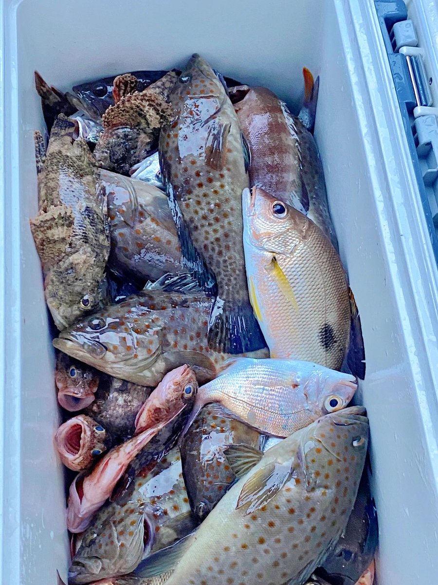 tania_csl0068's tweet photo. Spotty Freedomο½Happy Eating for Sea Fishingπ£π£
#angling #SeaFishing #BoatFishing #Grouper
#SeaFishing #Boatfishing #angling #outdoors #CaliforniaGirls #Yachts #Lujah #DailyFragments #Lifestyle #SummerEvents #Angler #notebookinspiration #Outdoor #Beach #Los https://t.co/6D56v4oCjb