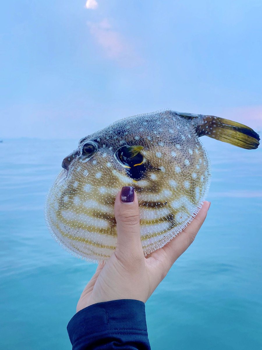 tania_csl0068's tweet photo. Spotty Freedomο½Happy Eating for Sea Fishingπ£π£
#angling #SeaFishing #BoatFishing #Grouper
#SeaFishing #Boatfishing #angling #outdoors #CaliforniaGirls #Yachts #Lujah #DailyFragments #Lifestyle #SummerEvents #Angler #notebookinspiration #Outdoor #Beach #Los https://t.co/6D56v4oCjb