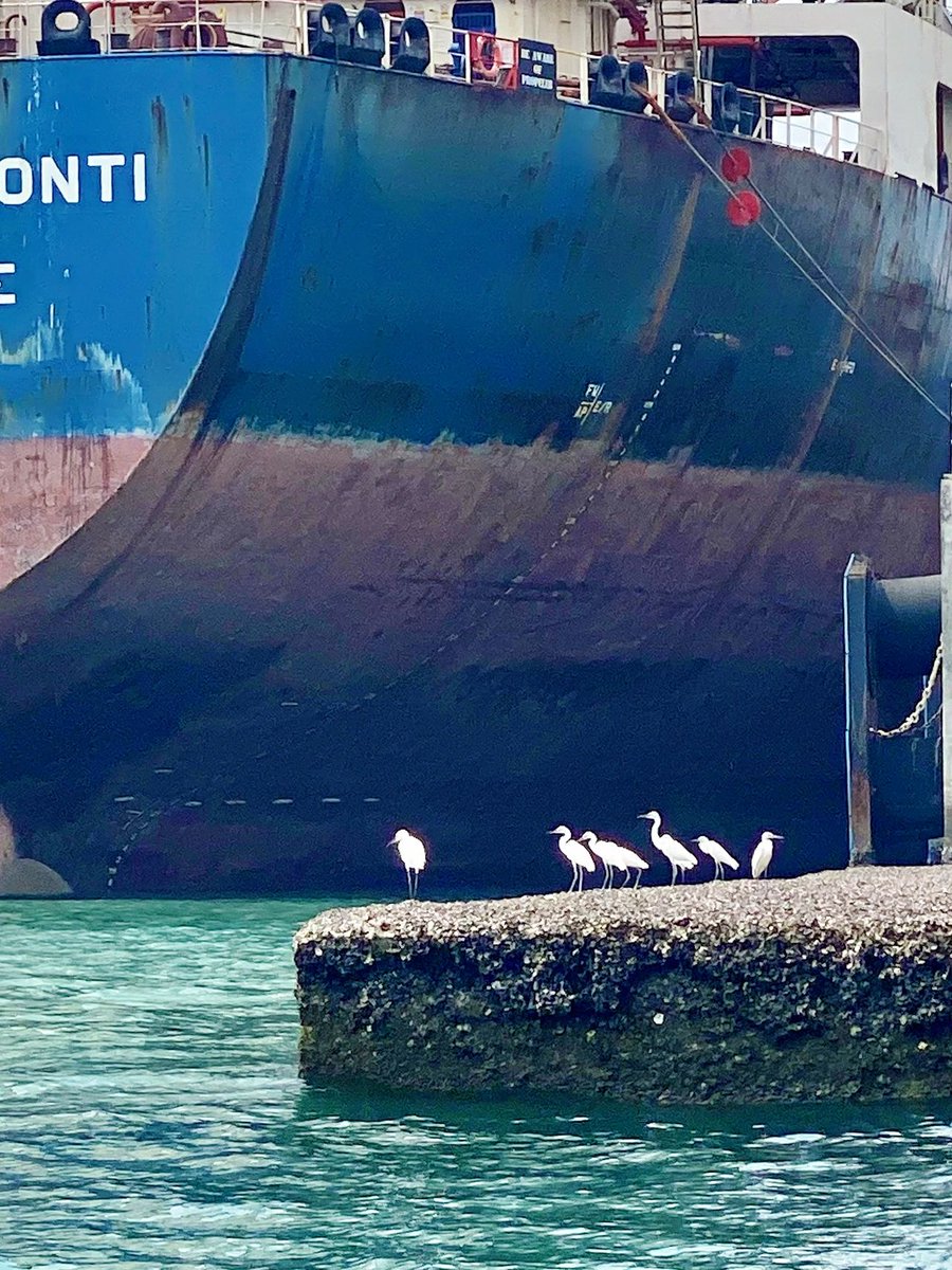 tania_csl0068's tweet photo. Spotty Freedomο½Happy Eating for Sea Fishingπ£π£
#angling #SeaFishing #BoatFishing #Grouper
#SeaFishing #Boatfishing #angling #outdoors #CaliforniaGirls #Yachts #Lujah #DailyFragments #Lifestyle #SummerEvents #Angler #notebookinspiration #Outdoor #Beach #Los https://t.co/6D56v4oCjb