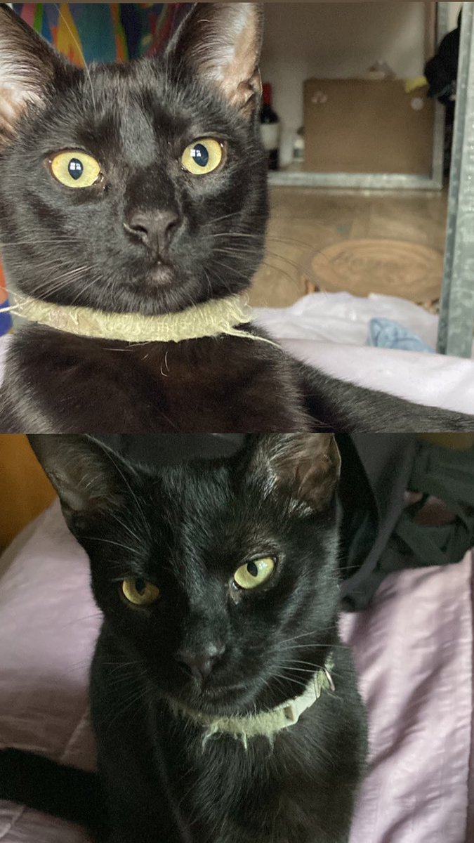 florenciaorio's tweet photo. Publico en twitter porque ya no sé dónde más publicar y en breves quedaré pelada.
Bardo salió de casa el 25/07 por la noche y aún no volvió. Tiene 8 meses y el collar que tiene en las fotos.
Zona Muñiz, BsAs.
Agradezco cualquier info 🫶🏼🧡 https://t.co/DiUbv3K4Y5