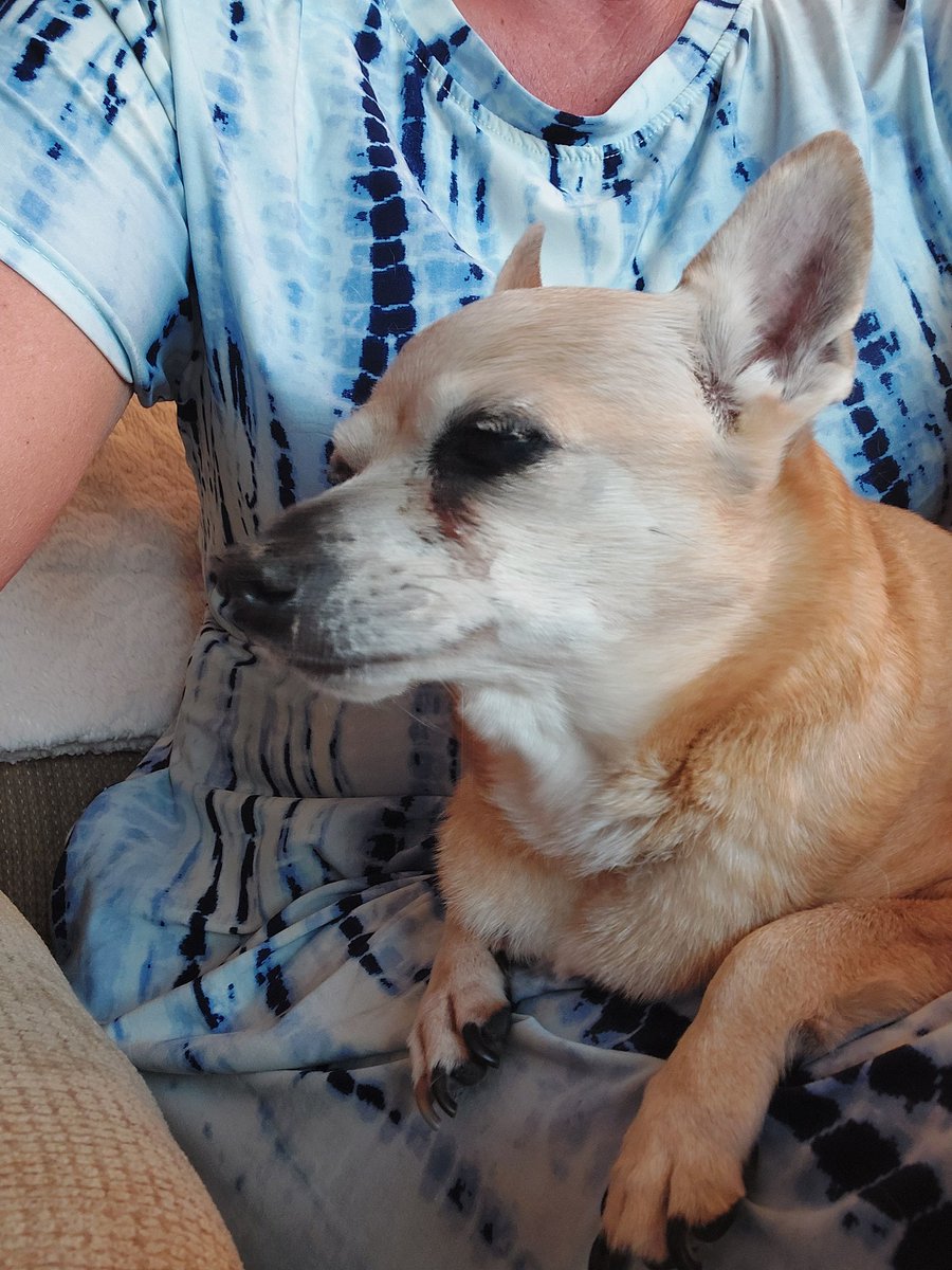 KimIngram22's tweet image. #Rescued this poor dog from a busy street today.  Tags are from a home that just sold... no one will answer the number.  She needs meds. My #vet saw her and gave me meds for free! #compassion