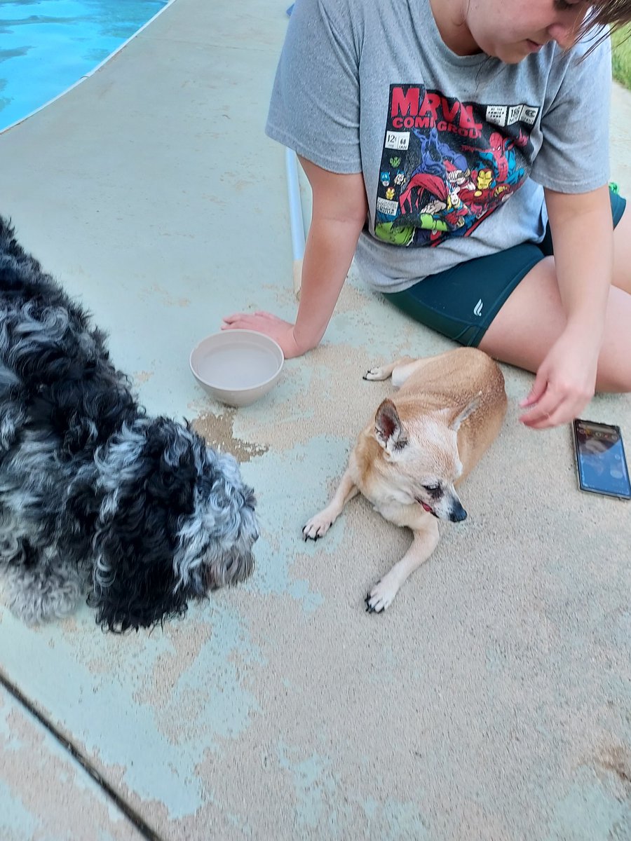 KimIngram22's tweet image. #Rescued this poor dog from a busy street today.  Tags are from a home that just sold... no one will answer the number.  She needs meds. My #vet saw her and gave me meds for free! #compassion