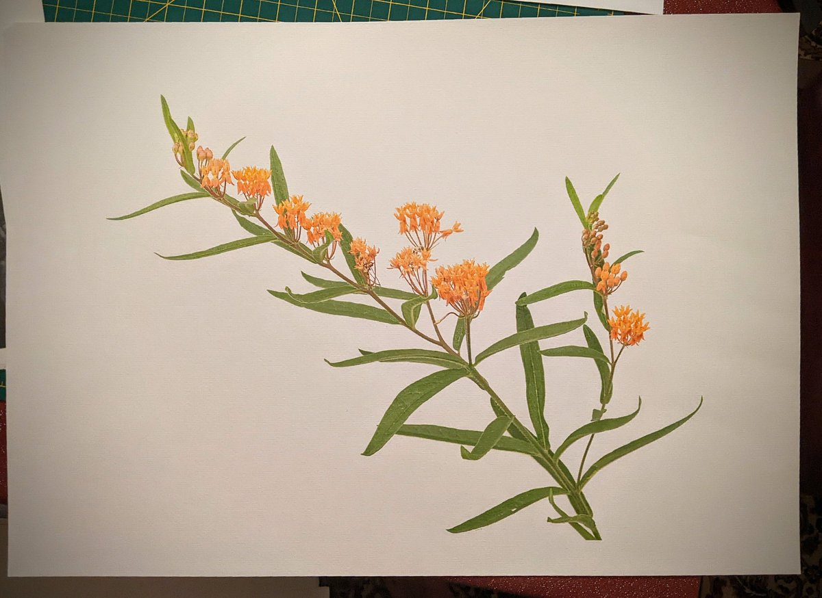robthacker.bsky.social (he/him) (@drrob_thacker) on Twitter photo Print of #butterflyweed from <a href="/LM_Campbell/">Dr. Linda Campbell 🐟 (she, her, elle)</a>'s garden on 15x22 watercolour paper. Despite being a low end paper it came out really nicely. That said, the surface is *very* delicate. #photography Print of #butterflyweed from <a href="/LM_Campbell/">Dr. Linda Campbell 🐟 (she, her, elle)</a>'s garden on 15x22 watercolour paper. Despite being a low end paper it came out really nicely. That said, the surface is *very* delicate. #photography