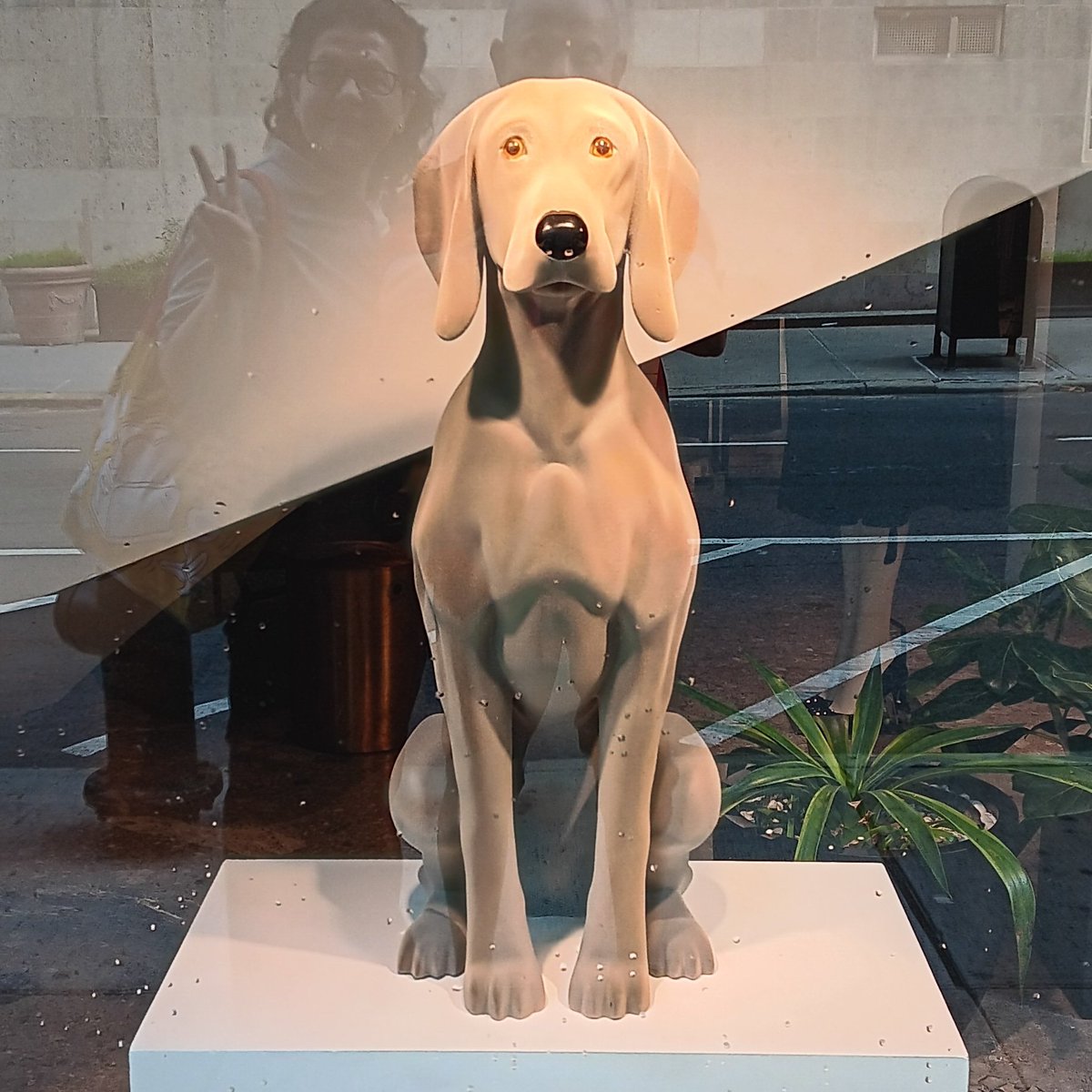 iTravelDigest's tweet image. Oh là là, two humans window shopping 🛍 #dogsofnewyork #dogwalker @FoodMeditations