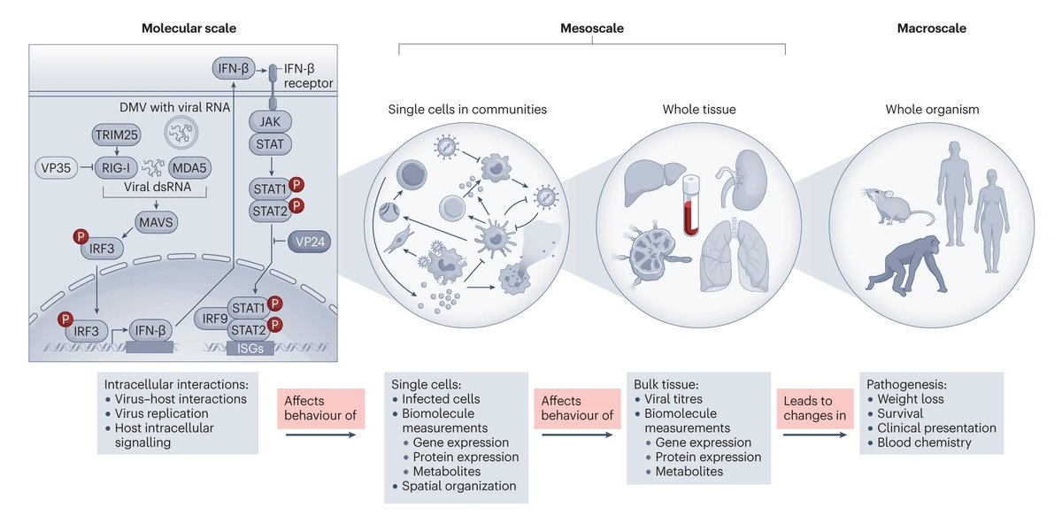 🥼 Dr. Emily Speranza (@SperanzaEmily) of <a href="/CCLRI/">Cleveland Clinic Research</a> highlights methods to study #virus–host interactions in the infection #microenvironment, providing an overview of emerging technologies used to study the host response to viral infections.

📚 go.nature.com/3O6w9UN