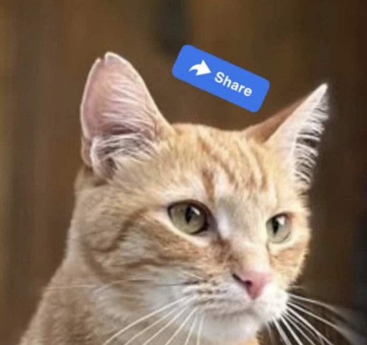 SimoneCuccTV's tweet photo. ATTN RICHMOND VA: Lost Cat 
-Last seen in Short Pump
-Reward being offered
-804.833.6377 https://t.co/vW6Q74jMHb