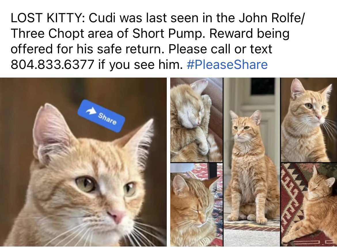 SimoneCuccTV's tweet photo. ATTN RICHMOND VA: Lost Cat 
-Last seen in Short Pump
-Reward being offered
-804.833.6377 https://t.co/vW6Q74jMHb