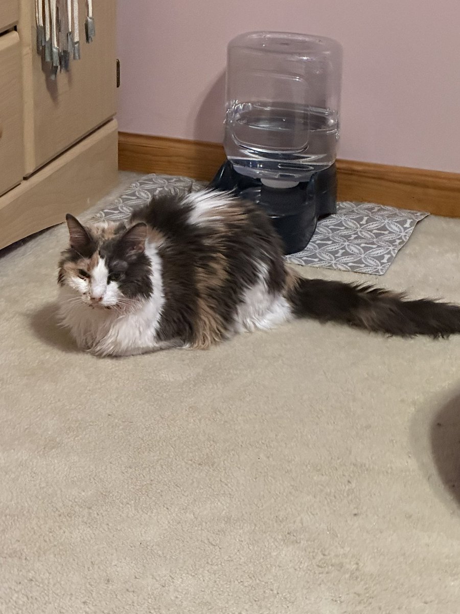 sapphiremae_'s tweet photo. The last photo was how she looked at me while I was crying about her wanting to be okay— always judging no matter her health lol https://t.co/3Ew6AuMlg1