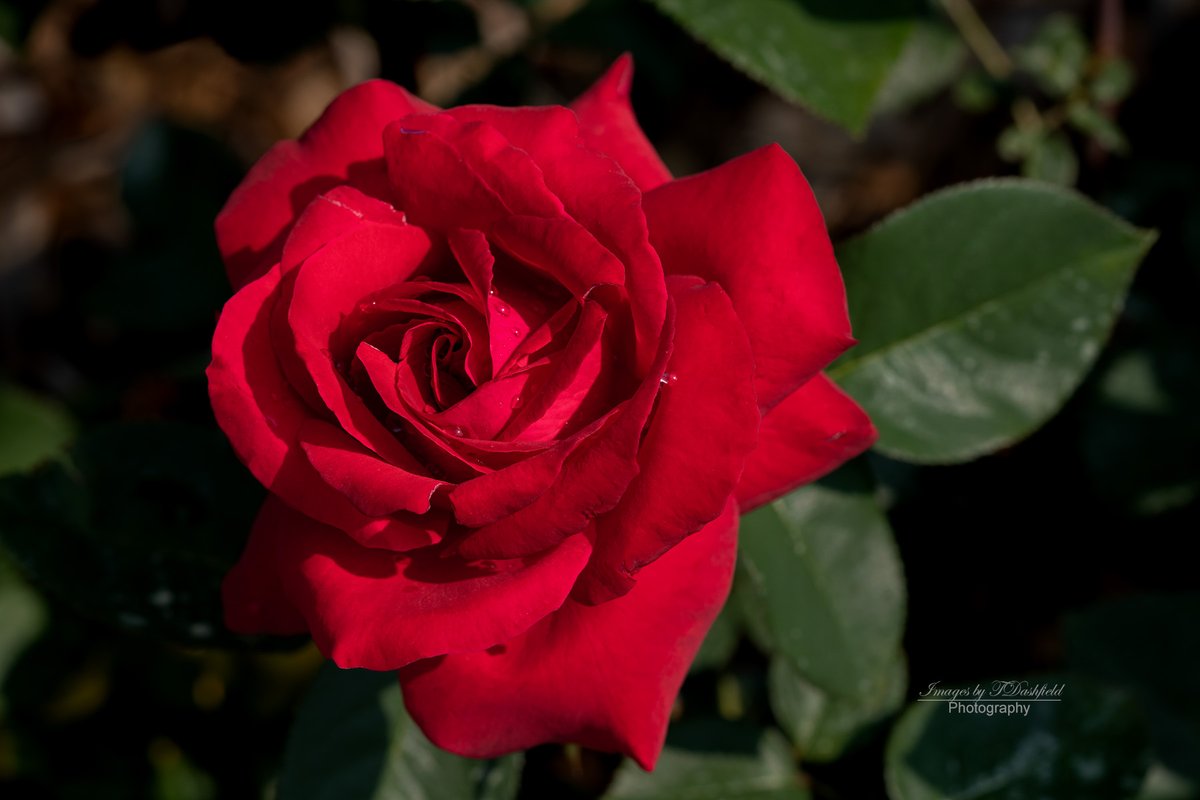 ImagesbyTDashfi's tweet photo. @DavidMariposa1 City of Windor Hybrid Tea Rose for #RoseWednesday https://t.co/qsJ1X598Qd