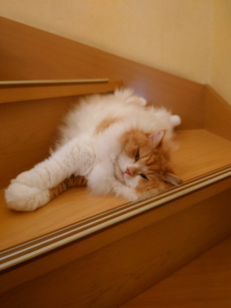 1202Ex's tweet photo. 暑い〜
ってもっと涼しいところあるのに😅
#猫　#ネコ　#ラガマフィン　#長毛種 https://t.co/HWGJnM0pV1