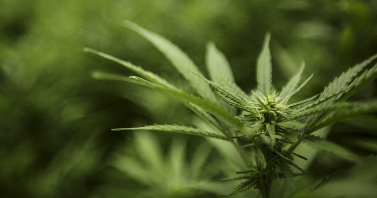 Law enforcement on alert for impaired drivers as marijuana becomes legal, plan to boost drug experts cbsnews.com/minnesota/news…