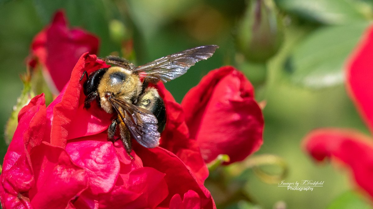 ImagesbyTDashfi's tweet photo. @DanielSasse3 Buzzing along on #WildlifeWednesday https://t.co/N9G5nJSA7F