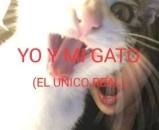 coquii_'s tweet photo. gato https://t.co/0xp4viaUHp