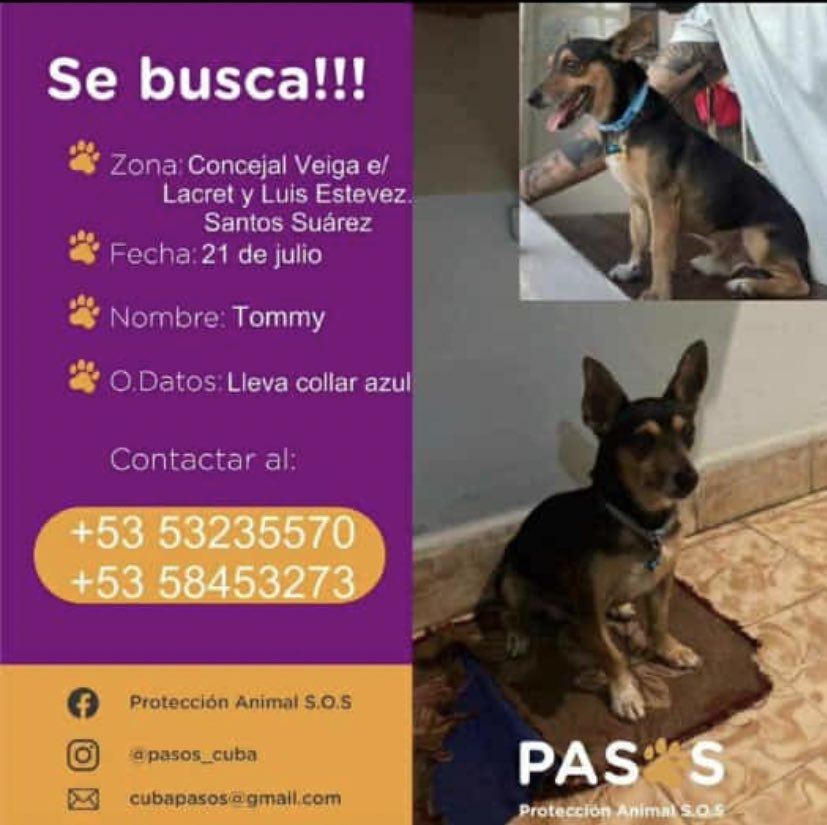 MISIFUSS tweet media