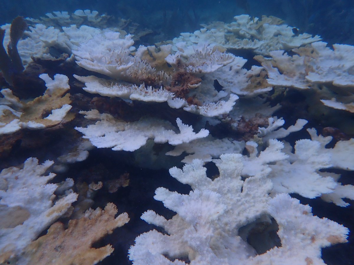 #coralbleaching in the #floridakeys. These photos are not edited in any way. I wanted to share what I saw on the reef depicted as it actually looked. Horseshoe Reef, off Key Largo on 7/25/23. Elkhorn and staghorn #coral here and at other sites will experience high mortality.