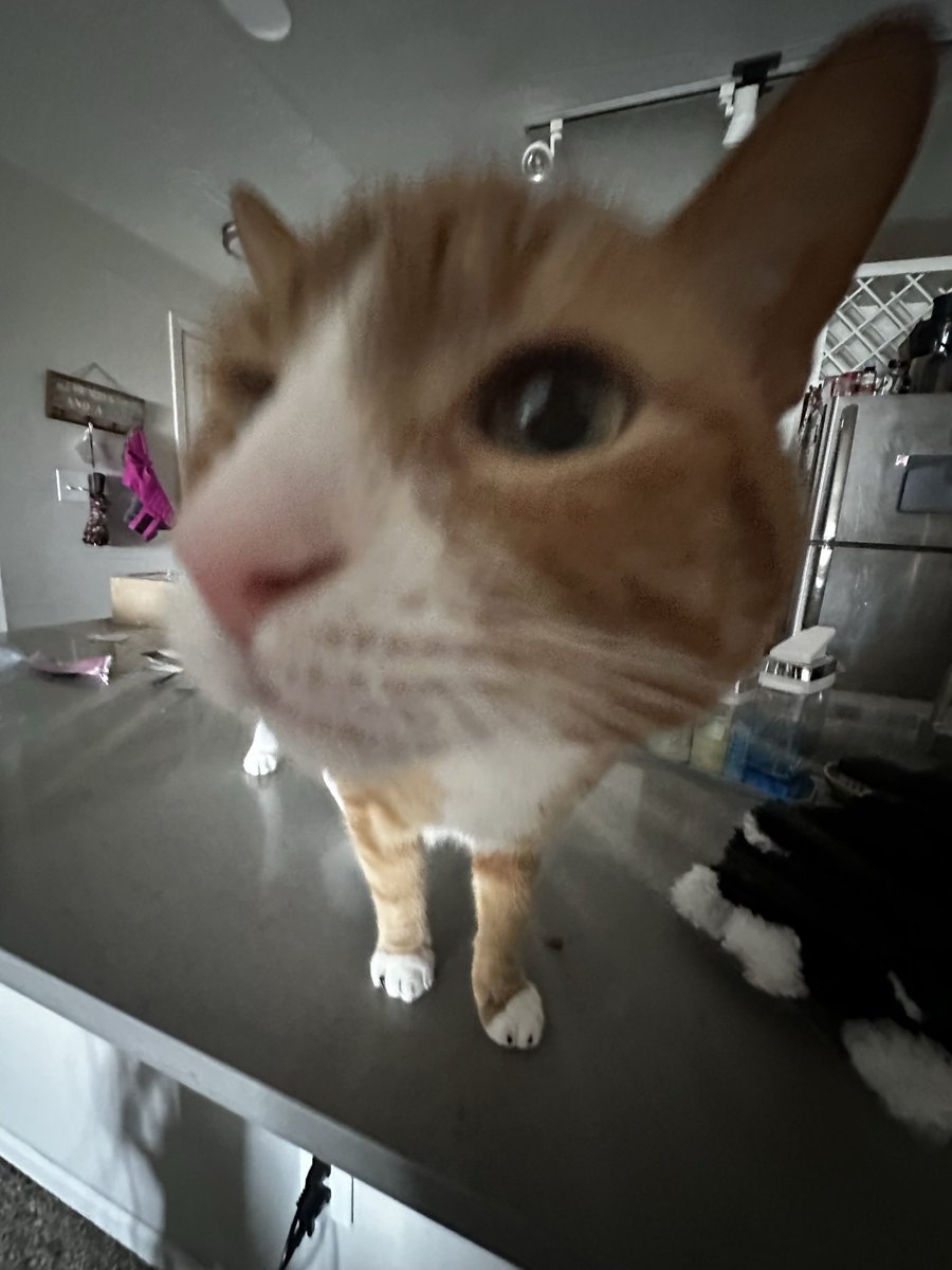 ooscarrss's tweet image. (📌) pinned twt
— this is literally just an account for photos of oscar. people love him!

hai follow my main @skkyaoi (ifb on this acc …)