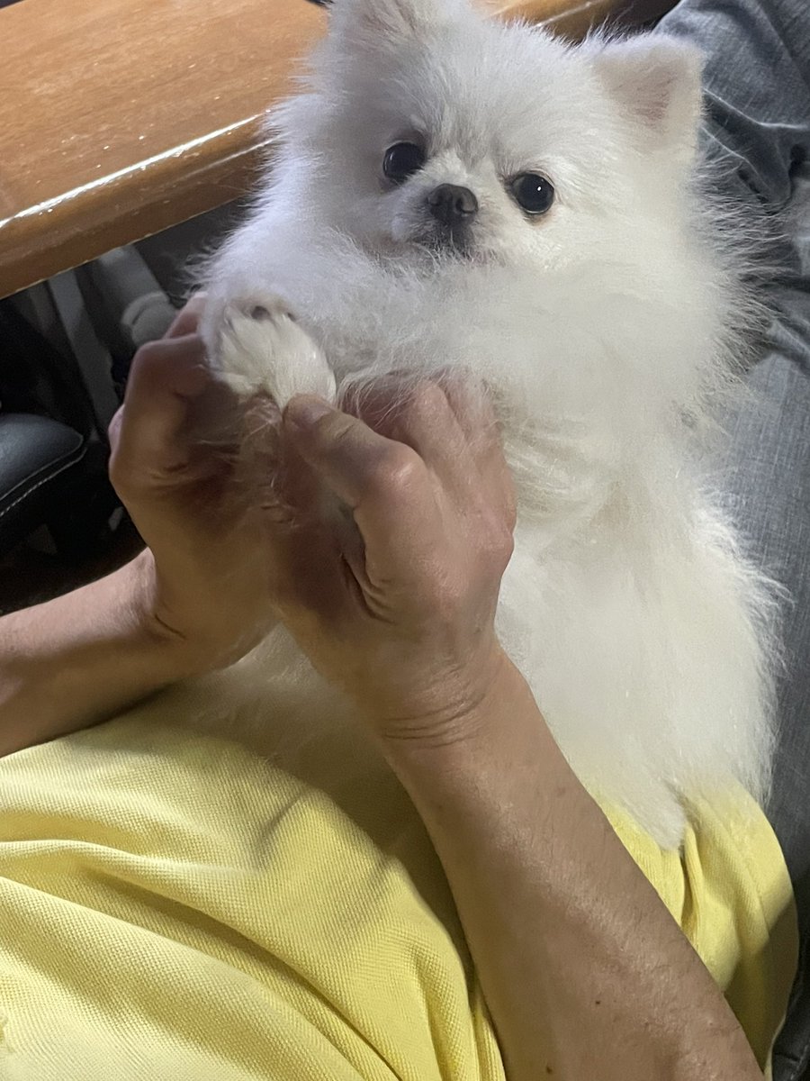 40daihaha's tweet photo. お友達の1歳の犬が1週間原因不明で入院💦

1キロもないこだから心配だわ

たんぽぽお祈りする🙏🙏🙏 https://t.co/8m0MCvCCq9