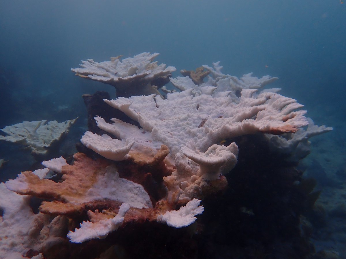 Dr. Katey Lesneski PhD tweet media