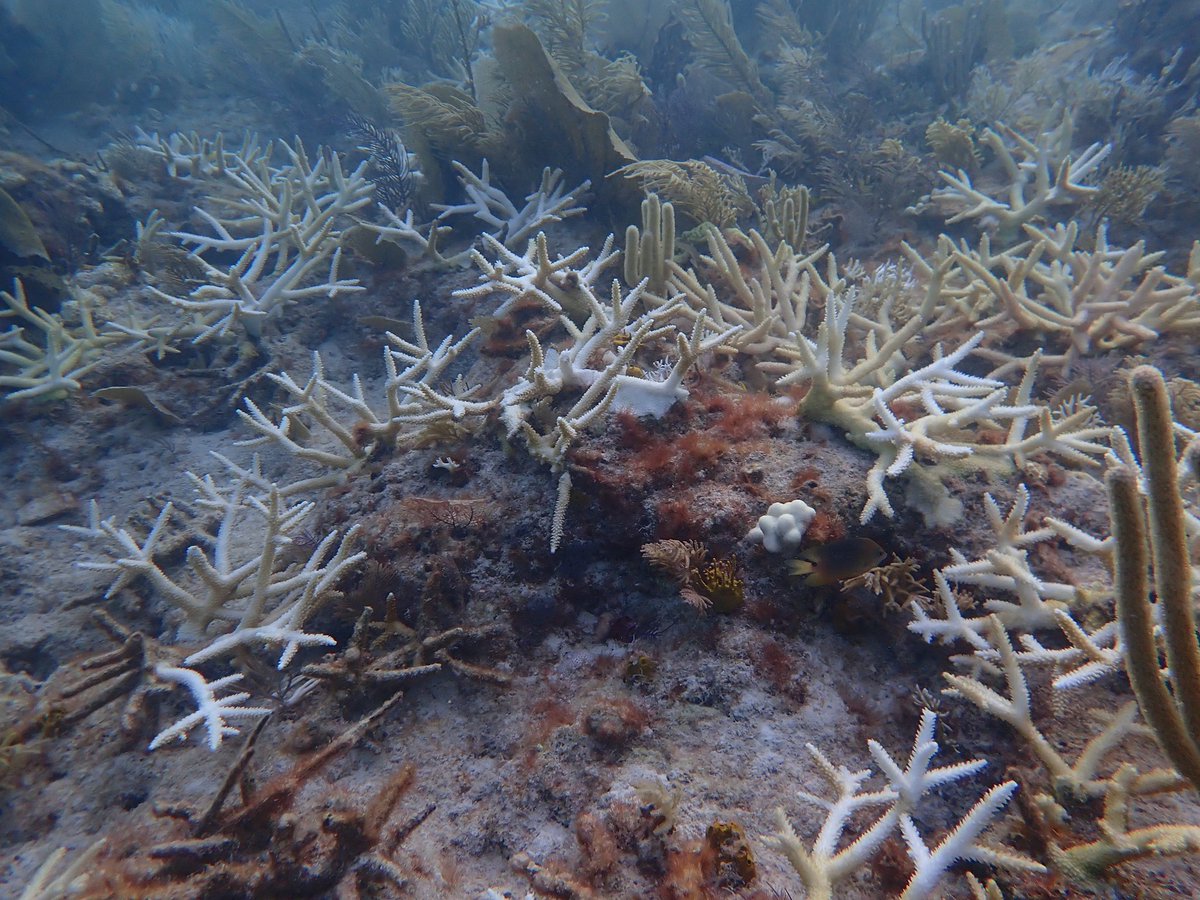 Dr. Katey Lesneski PhD tweet media