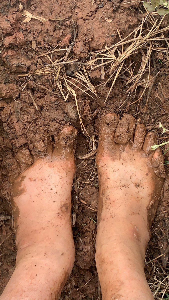 MaciejKoterba's tweet photo. https://t.co/V4YoBajP17 Farming in the morning. #regenerativeagriculture , I created a inoculant ( unfortunately not vegan) fish remnants, one year compost microbial solution, diluted it in water and water corn. It was incredible exercise in my #farmgym. Join me… https://t.co/9KG7xlxzue