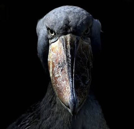 eu mesmo o felipe tweet media