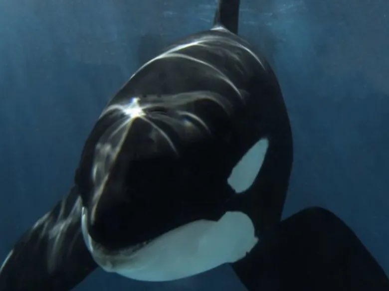 <a href="/cheerfulclips/">videos that boost your mental health</a> “Brother, you will be spared when the revolution comes”