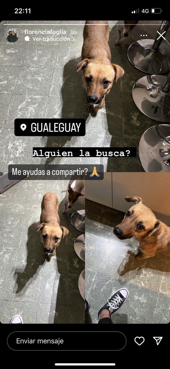 fofy_cal's tweet photo. Nos ayudan a difundir??? Necesita una familia urgente 🥺, si no vuelve a la calle https://t.co/3FbjXVEYCM