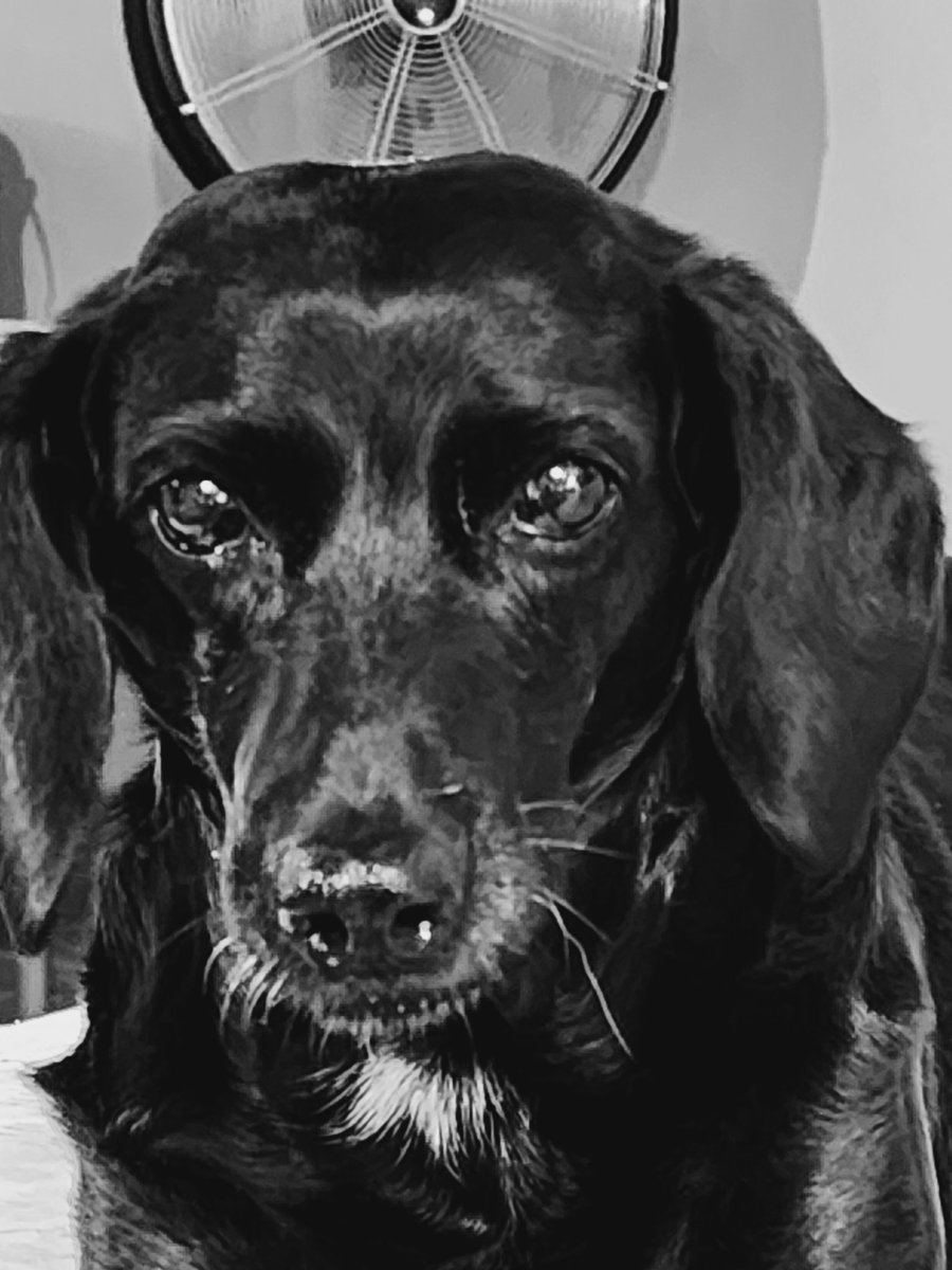 deannetanksley's tweet photo. She's been with us almost 3 years but only recently has become comfortable enough to be a part of the Herd. And we love her. #TanksleyThunderingHerd #DaniD https://t.co/Ac7KqXDivu
