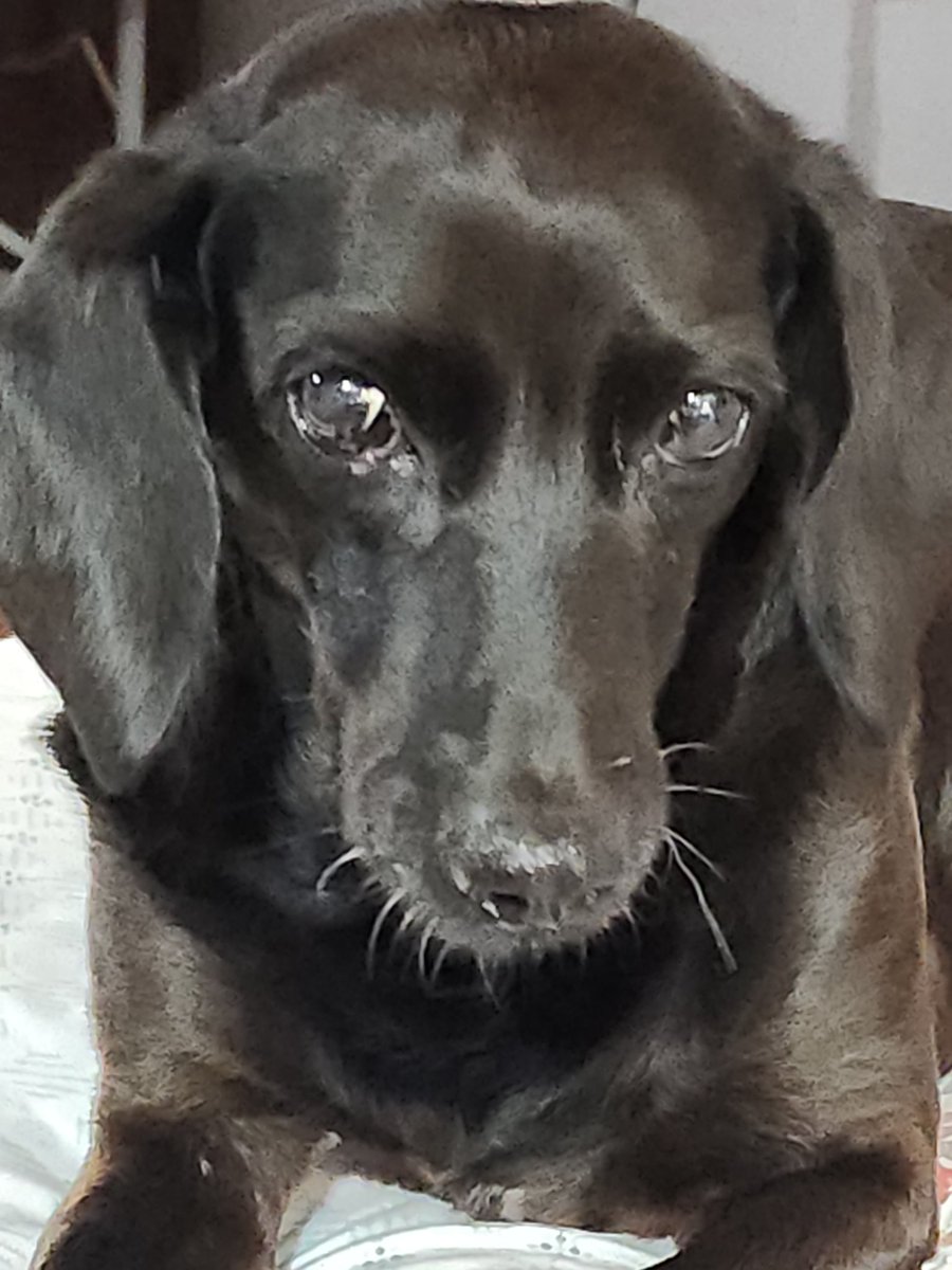 deannetanksley's tweet photo. She's been with us almost 3 years but only recently has become comfortable enough to be a part of the Herd. And we love her. #TanksleyThunderingHerd #DaniD https://t.co/Ac7KqXDivu