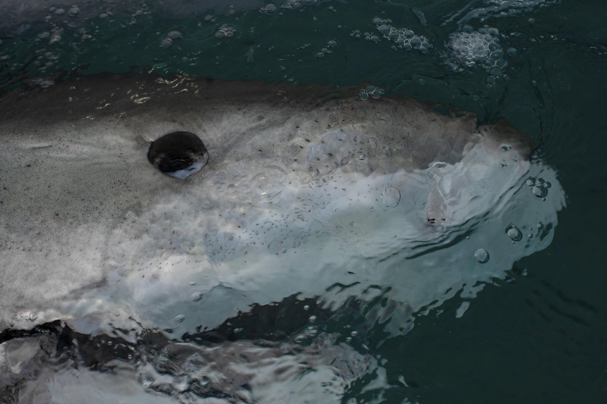 savingtheblue's tweet photo. RT if you’re watching Florida Shark: Blood in the Water on #sharkweek https://t.co/PdHMnnrhWa