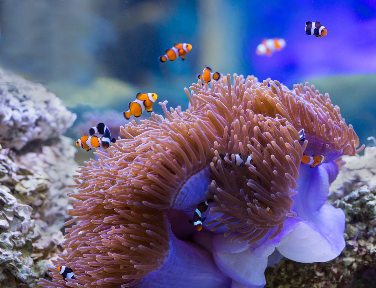 AW_SanDiego's tweet image. 🐠 Looking for a little luck in life? Check out the luckiest fish for aquariums: bit.ly/3KcFwB2

.
#luck #aquaticwarehouse #fish #fishtank #aquariums #marinefish #hobby #tanked #saltwater #freshwater #aquariumstore #sandiego
