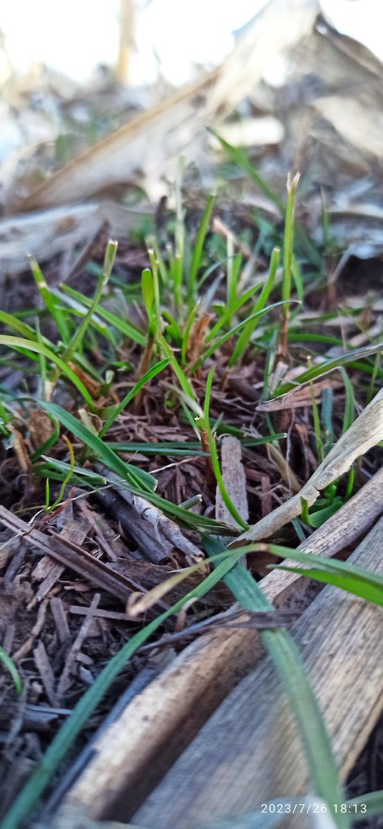 Juan A. Marsigliani tweet media