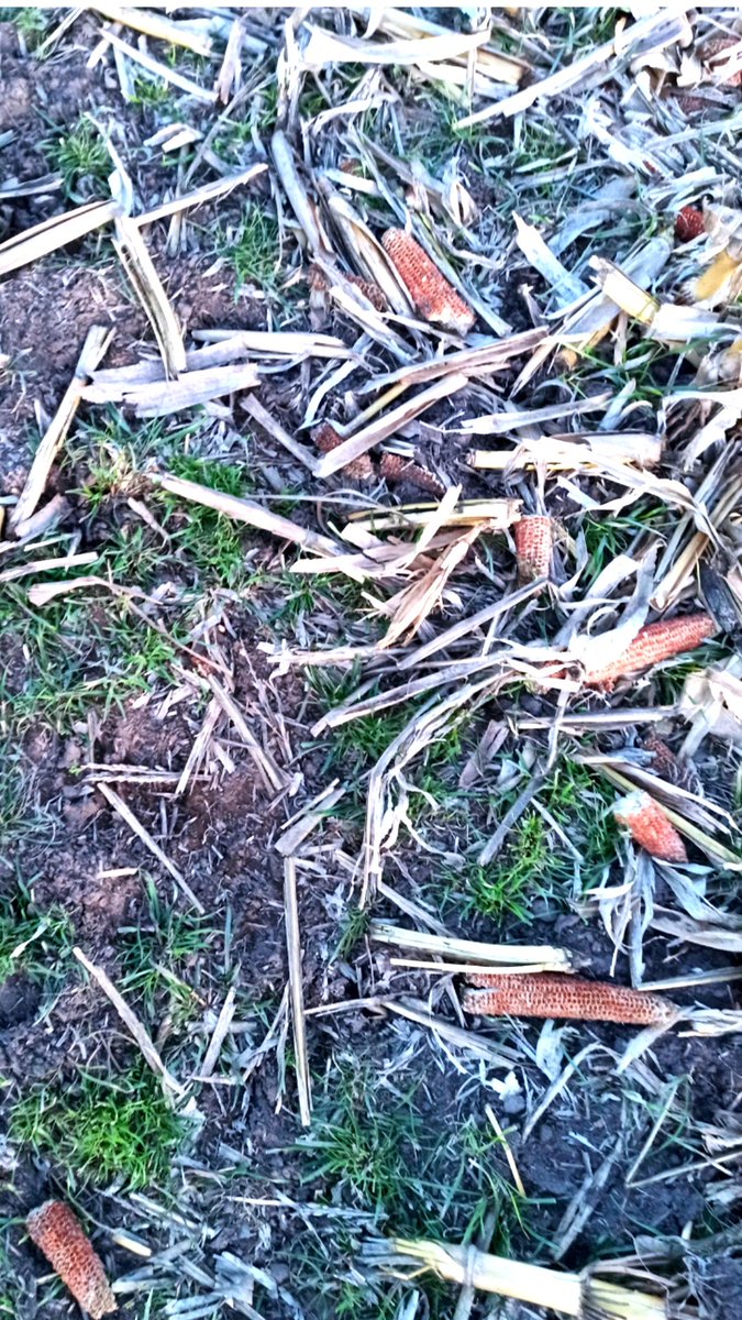 Juan A. Marsigliani tweet media