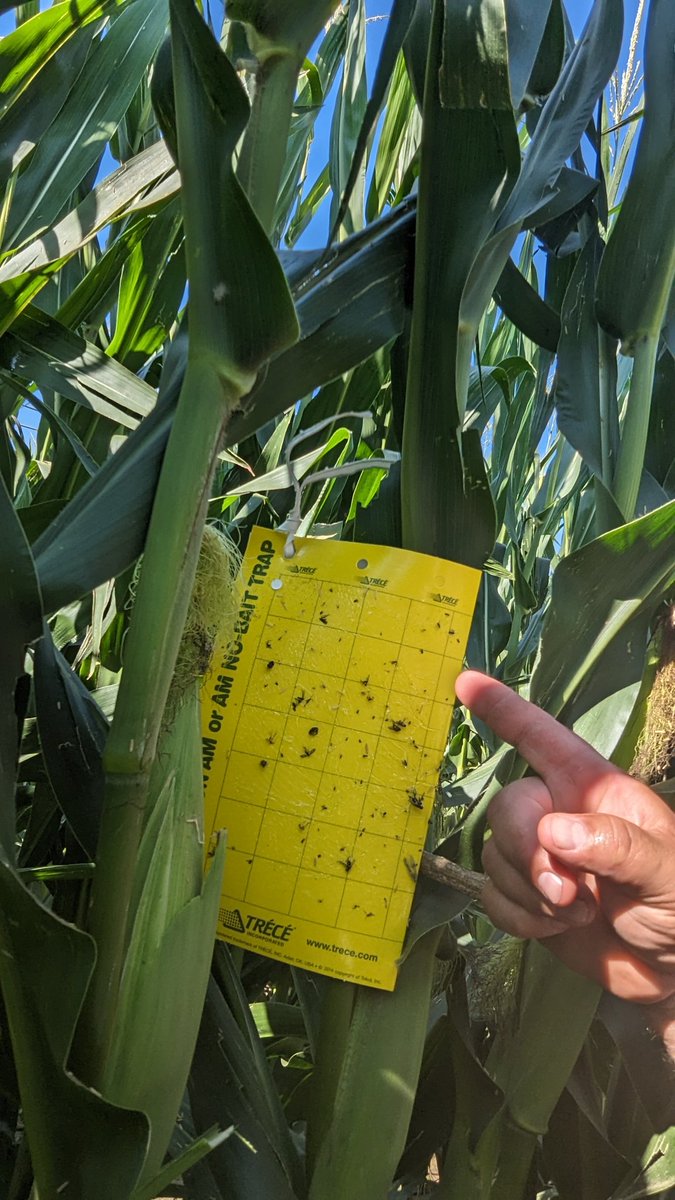 TravisRunge's tweet photo. Week 2, still no rootworms
#contest #Sweepstakes @BayerTraits #rootwormwatch dkc63-90 https://t.co/VPf2buAbTS