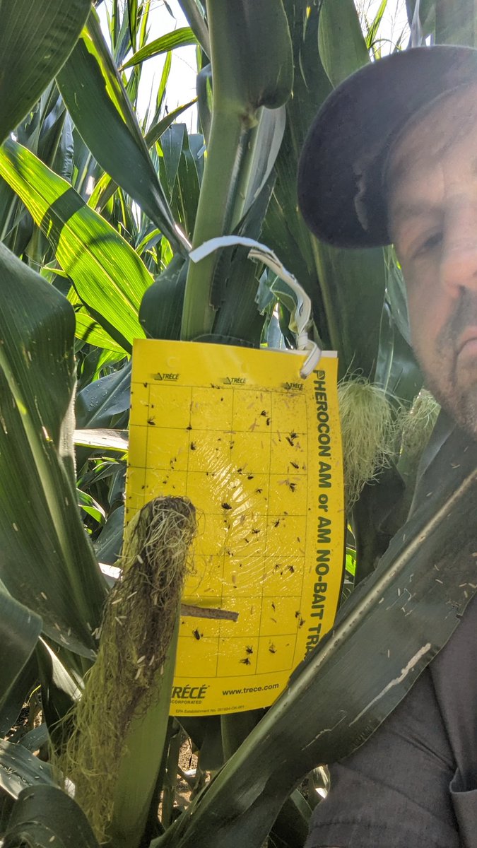 TravisRunge's tweet photo. Week 2, still no rootworms
#contest #Sweepstakes @BayerTraits #rootwormwatch dkc63-90 https://t.co/VPf2buAbTS