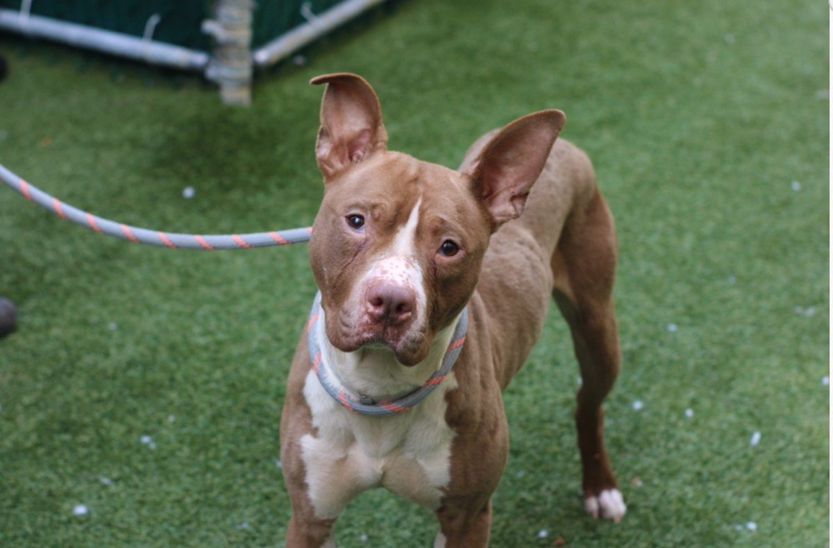 PhaedraXTeddy's tweet image. Why would the killers at #NewYorks pathetic shelters get a 34 year contract?  That's amazing job security for people who fail at their job of "sheltering" . 

@ericadamsfornyc 
@mirandadevine 
NewYork is one of the wealthiest cities in the world but lacks humanity. What a sad