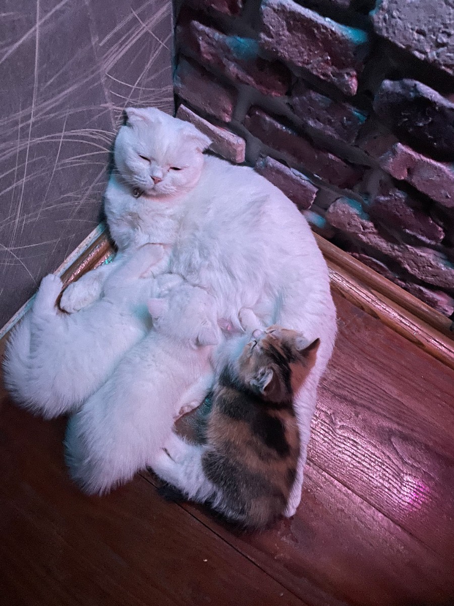 Kediler Dünyası #kedi #trafo #zam insan