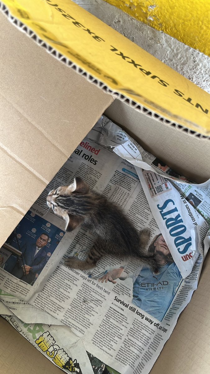 NabilahZambri's tweet photo. Salam &amp; hi! Pls help this kitten, ada org buang kucing ni di depan 99 speedmart. Hrp ada yg willing nak adopt sbb kesian ada seekor je &amp; tak pasti yg tu ibu dia atau pun bukan 🥺 Pls help me to rt @yemmeow @tattyhassan 

Lokasi : Puchong Perdana, boleh dm &amp; ws juga 0126976187. https://t.co/2zsmhnbbzW