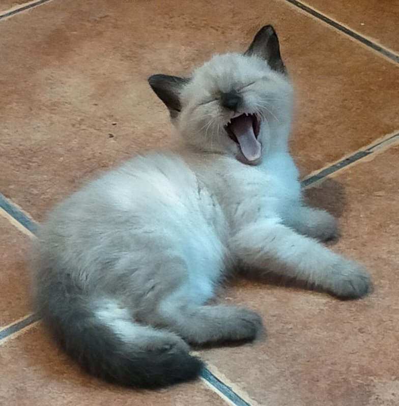 Hola a tod@s, estoy buscandole una familia a estos 4 bichos que he cuidado desde que nacieron. Nacieron el 11 de junio y están ya desparasitados. Se encuentran en Burujon, Toledo; y se puede mover por la zona y por Madrid. Priorizariamos adopción en parejas .