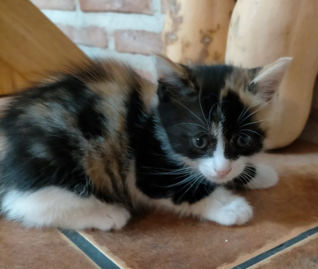 Gazpachette's tweet photo. Hola a tod@s, estoy buscandole una familia a estos 4 bichos que he cuidado desde que nacieron. Nacieron el 11 de junio y están ya desparasitados. Se encuentran en Burujon, Toledo; y se puede mover por la zona y por Madrid. Priorizariamos adopción en parejas . https://t.co/P5kOiAMQug